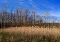 Scenic landscape of common reeds in a wetland with a forest in the background. Royalty Free Stock Photo