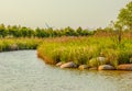 Scenic landscape of the Dongtan Wetland Park at Chongming Island, Shanghai, China Royalty Free Stock Photo