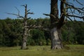 Scenic landscape featuring a lush grassy field, dotted with tall trees