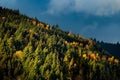 Scenic landscape featuring a mountain of pine trees dusted with vibrant fall foliage Royalty Free Stock Photo