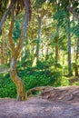 Scenic landscape of forest details of the jungle in Hawaii, USA. Remote location along a hiking trail in nature on a Royalty Free Stock Photo