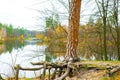 Scenic landscape golden multicolored autumn, fall. big high tree with long huge roots going to pond, reflection mirrored in river Royalty Free Stock Photo