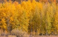 Scenic Landscape in Grand Teton National Park in Autumn Royalty Free Stock Photo