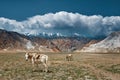 Scenic landscape with grazing horses on backdrop of colorful mountains in Himalayas. Upper Mustang, Nepal Royalty Free Stock Photo