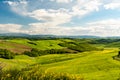 Scenic landscape with green hills, tree and yellow flowers in foreground in Tuscany