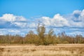 Scenic landscape with green plants, leaves and grass growing in autumn. A single tall tree growing in an open field with Royalty Free Stock Photo