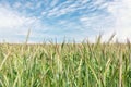 Scenic landscape of growing young organic wheat stalk field against blue sky on bright sunny summer day. Cereal crop harvest Royalty Free Stock Photo