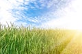 Scenic landscape of growing young organic wheat stalk field against blue sky on bright sunny summer day. Cereal crop Royalty Free Stock Photo