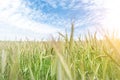 Scenic landscape of growing young organic wheat stalk field against blue sky on bright sunny summer day. Cereal crop Royalty Free Stock Photo