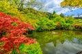 Zenrin-ji Kyoto maple trees