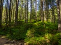 Scenic Trail full of roots in the middle of wooden coniferous forrest Royalty Free Stock Photo