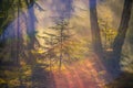 Misty dawn in forest Royalty Free Stock Photo