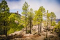 Scenic landscape of the mountain nature of Gran Canaria with pine trees and Roque Nublo, Canary Islands Royalty Free Stock Photo