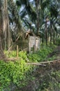 Deserted old dilapidated wooden shed Royalty Free Stock Photo