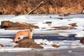 Scenic landscape picture of mountain lion by stream