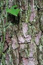 Scenic landscape Pinus Taeda tree trunk bark detail in forest woodland with green lichen and vine with single leaf Royalty Free Stock Photo