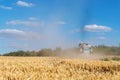 Scenic landscape of ripe golden organic wheat stalk field against blue sky on bright sunny summer day. Cereal crop Royalty Free Stock Photo