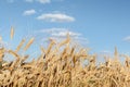 Scenic landscape of ripe golden organic wheat stalk field against blue sky on bright sunny summer day. Cereal crop harvest growth Royalty Free Stock Photo