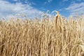 Scenic landscape of ripe golden organic wheat stalk field against blue sky on bright sunny summer day. Cereal crop Royalty Free Stock Photo