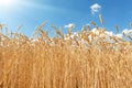 Scenic landscape of ripe golden organic wheat stalk field against blue sky on bright sunny summer day. Cereal crop Royalty Free Stock Photo