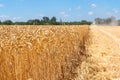 Scenic landscape of ripe golden organic wheat stalk field against blue sky on bright sunny summer day. Cereal crop Royalty Free Stock Photo