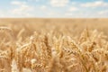 Scenic landscape of ripe golden organic wheat stalk field against blue sky on bright sunny summer day. Cereal crop Royalty Free Stock Photo