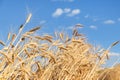 Scenic landscape of ripe golden organic wheat stalk field against blue sky on bright sunny summer day. Cereal crop Royalty Free Stock Photo