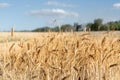 Scenic landscape of ripe golden organic wheat stalk field against blue sky on bright sunny summer day. Cereal crop Royalty Free Stock Photo