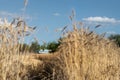 Scenic landscape of ripe golden organic wheat stalk field against blue sky on bright sunny summer day. Cereal crop Royalty Free Stock Photo