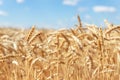 Scenic landscape of ripe golden organic wheat stalk field against blue sky on bright sunny summer day. Cereal crop Royalty Free Stock Photo