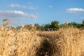 Scenic landscape of ripe golden organic wheat stalk field against blue sky on bright sunny summer day. Cereal crop Royalty Free Stock Photo