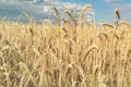 Scenic landscape of ripegolden organic wheat stalk field against blue sky on bright sunny summer day. Cereal crop Royalty Free Stock Photo