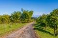 Scenic landscape with the road and trees near the Lavaloha chocolate factory