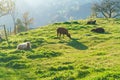 Scenic landscape with sheep and goats, Gruyeres, Switzerland