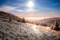 Scenic landscape with spruce trees covered with rime