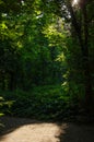 Scenic landscape sunlight illuminates a place in the jungle