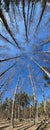 Scenic landscape of sunny early spring mixed forest with tall birchs and pines