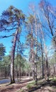 Scenic landscape of sunny summer mixed forest