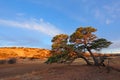 Landscape with a thorn tree and red sand dunes at sunset, Kalahari desert, South Africa Royalty Free Stock Photo