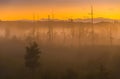 Sunset and mist in a swamp Royalty Free Stock Photo