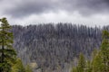 Scenic landscape traveling the McKenzie Pass in Oregon, USA