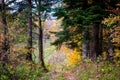 Scenic landscape with trees in mountains Royalty Free Stock Photo