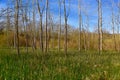 Scenic landscape of an unusual horsetail fern meadow with bigtooth aspen trees.