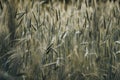 Scenic landscape of a vast expanse of golden wheat fields with blades of grass in the foreground Royalty Free Stock Photo