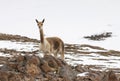 landscape with vicunas grazing on the Bolivian altiplano on a background of magnificent volcanoes.photo koky castaneda