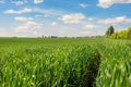 Scenic landscape view of beautiful green hill fields meadow with growing young wheat sprouts against blue sky background Royalty Free Stock Photo