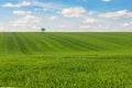 Scenic landscape view of beautiful green hill fields meadow with growing young wheat sprouts against blue sky background Royalty Free Stock Photo