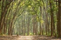 Scenic landscape view of forest trail or safari track or main road with canopy of tall and long sal trees at dhikala zone jim Royalty Free Stock Photo