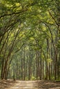 Scenic landscape view of forest trail or safari track or main road with canopy of tall and long sal trees at dhikala zone jim