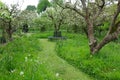 Lawn Path In A Garden Orchard Royalty Free Stock Photo